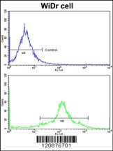 PDIA3 Antibody