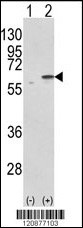 PDIA3 Antibody