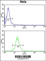 TUFM Antibody