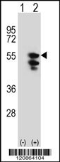 TUFM Antibody