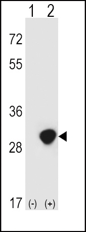 TPI1 Antibody