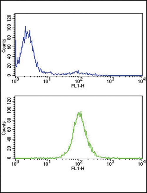 TPI1 Antibody