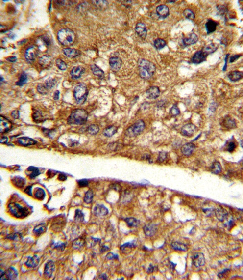 MDH1 Antibody