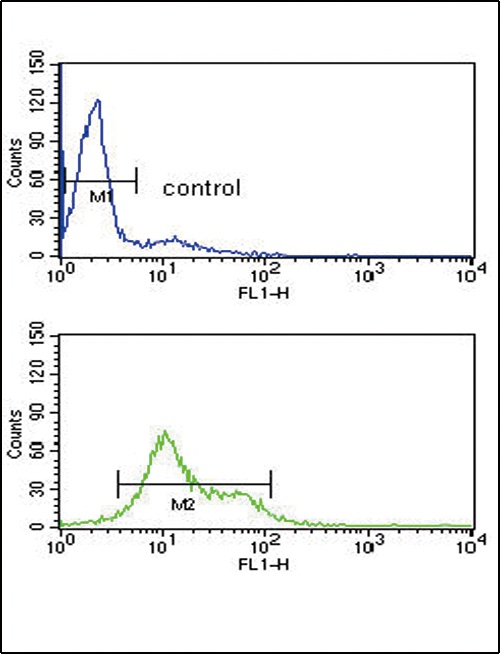 MDH1 Antibody