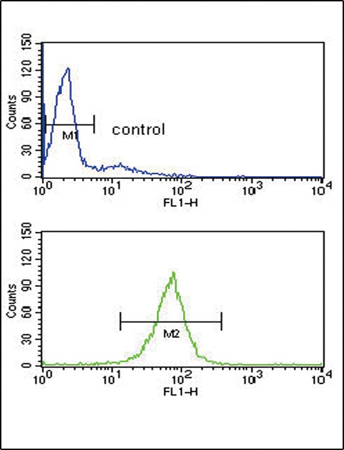 ARHGDIA Antibody