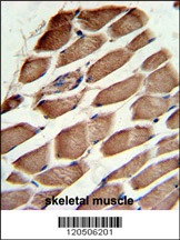 ACTR3 Antibody