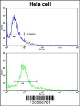 ACTR3 Antibody