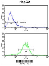 ENOB Antibody