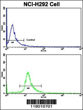 ELP2 Antibody