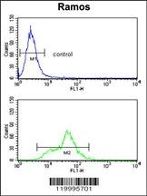 ENOA Antibody
