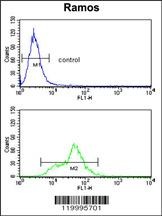 ENO1 Antibody