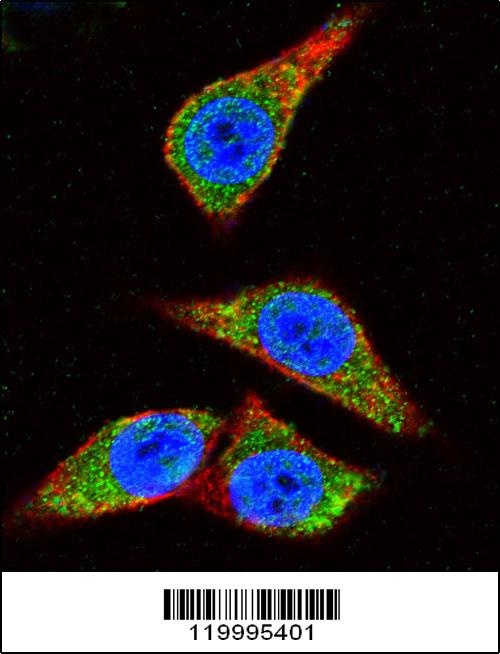 ENOA Antibody
