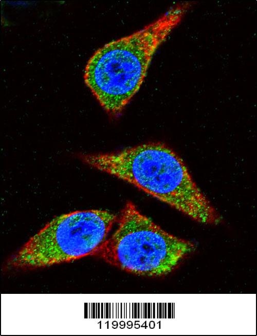 ENO1 Antibody