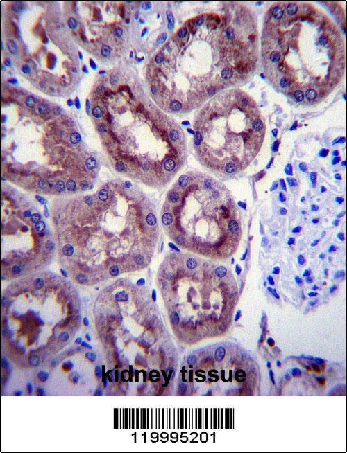 ENOA Antibody