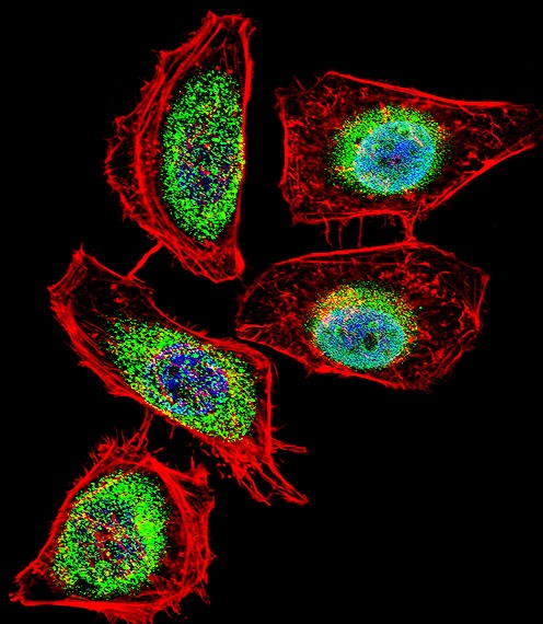 ENO1 Antibody