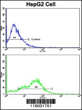 CD38 Antibody