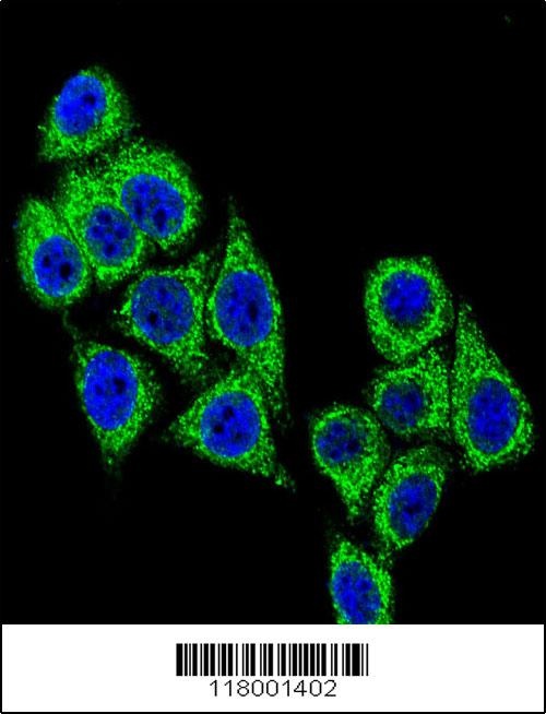 CD38 Antibody