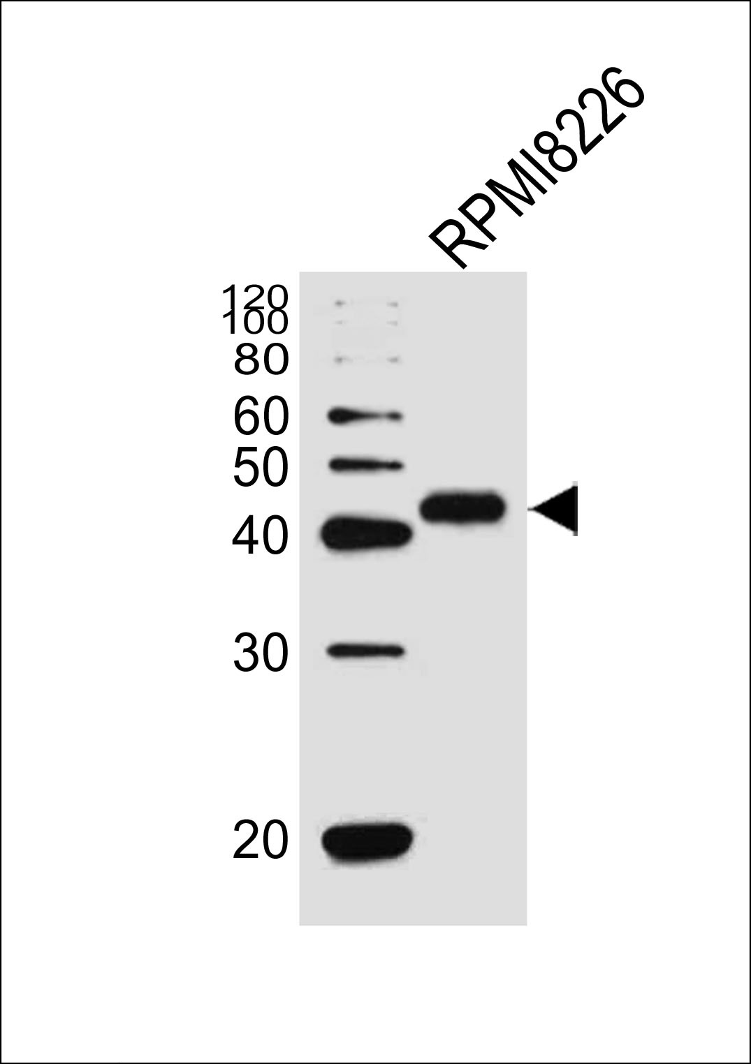 CD38 Antibody