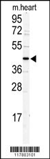 DSCC1 Antibody