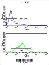 POLD1 Antibody