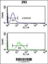 RFC3 Antibody