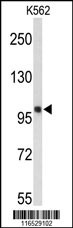 HSPH1 Antibody