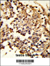 HSPH1 Antibody