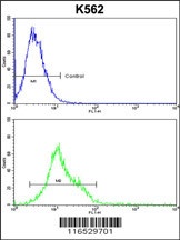 HSPH1 Antibody