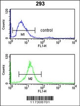 RFC3 Antibody