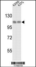 HSPH1 Antibody