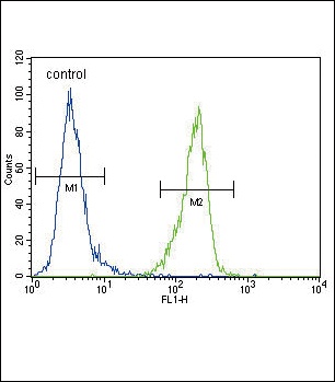 ENPP2 Antibody