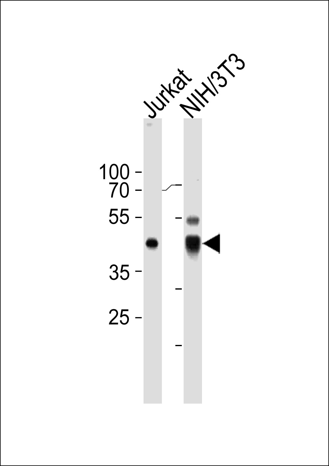 PA2G4 Antibody