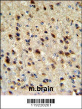 EBP1 Antibody
