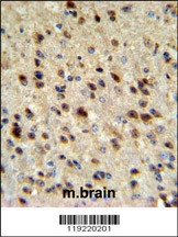 PA2G4 Antibody