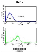 EBP1 Antibody