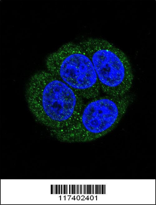 LTA4H Antibody