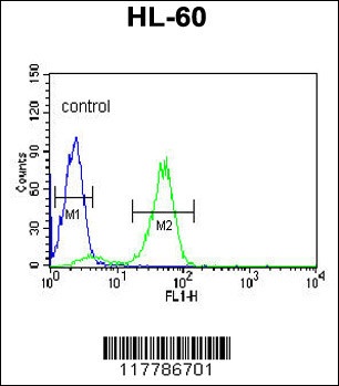 POLG2 Antibody