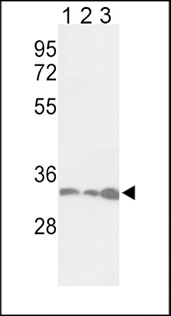 PCNA Antibody