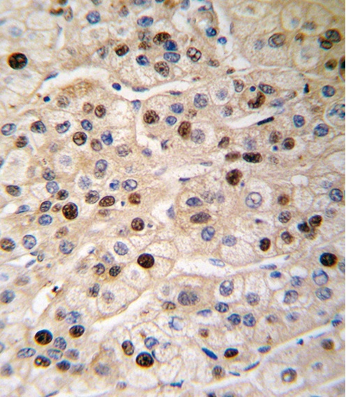 PCNA Antibody