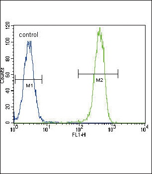 PCNA Antibody
