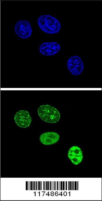 PCNA Antibody