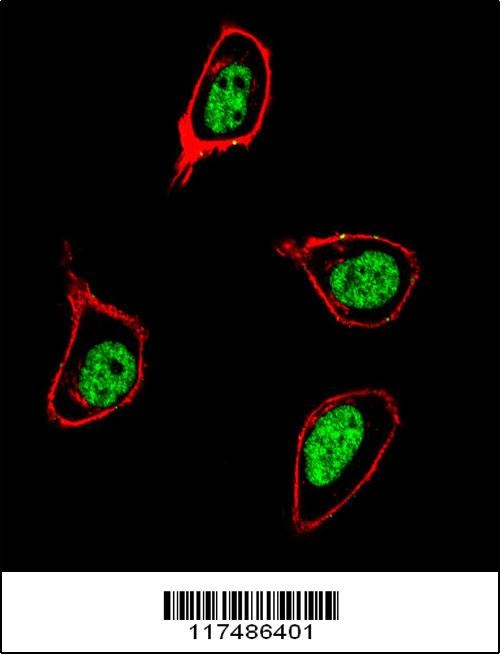 PCNA Antibody