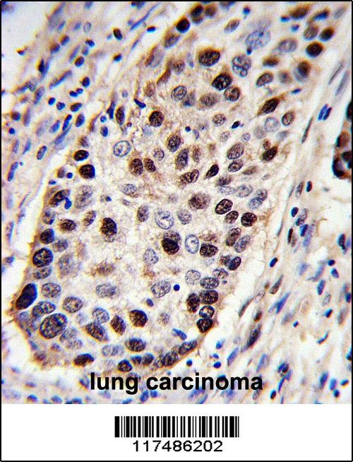 PCNA Antibody