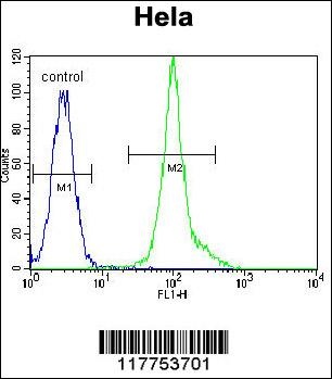 LCK Antibody