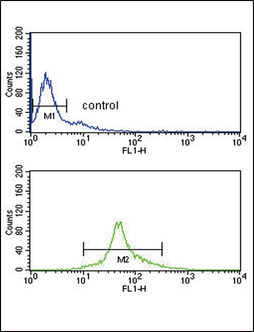 IRF5 Antibody