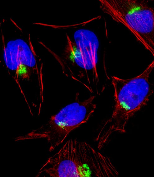 PTGS1 Antibody