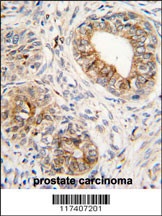 PTGS1 Antibody