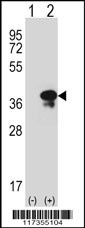 STX3 Antibody