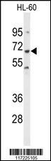 PTPN6 Antibody