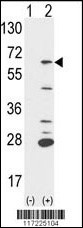 PTPN6 Antibody